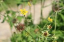 Nelkenwurz - Geum urbanum * 2179 x 1452 * (359KB)